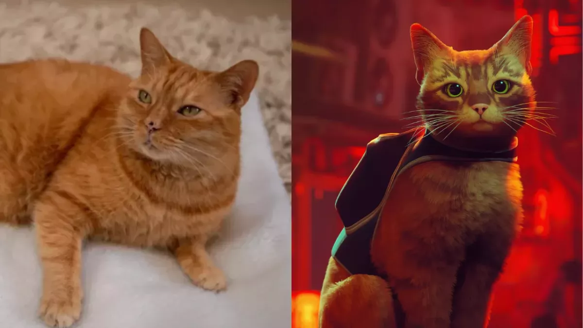 Chat errant qui a inspiré le jeu Stray