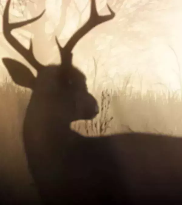 Red Dead Redemption 2 : silhouette d'un cerf