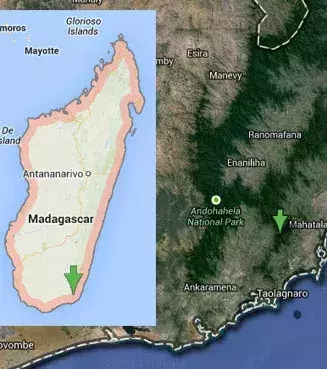 Les lémuriens nains de Lavasoa ont été recensés dans trois forêts isolées au Sud de l’île de Madagascar