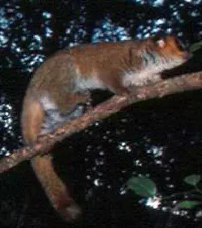 Un mâle adulte lémurien nain de Lavasoa