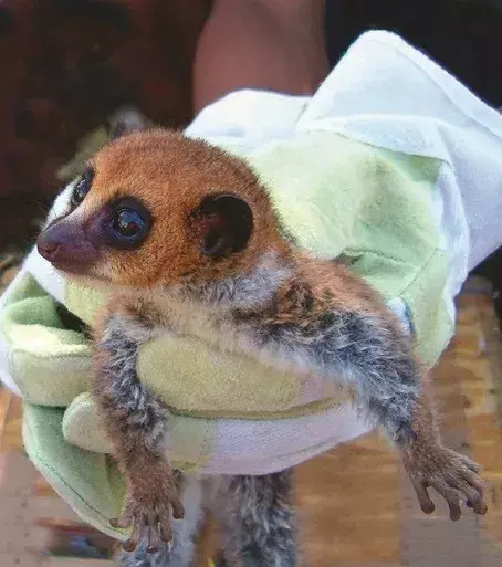 Un spécimen de lémurien nain de Lavasoa, Cheirogaleus lavasoensis